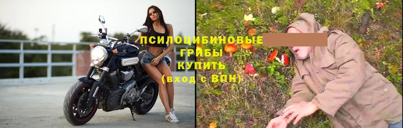 Псилоцибиновые грибы Psilocybe  Волгоград 