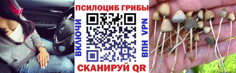 Галлюциногенные грибы Psilocybine cubensis  Волгоград 